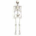 5.4 FT Poseable Skeleton S767453