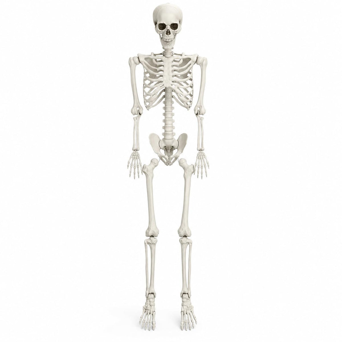 5.4 FT Poseable Skeleton S767453