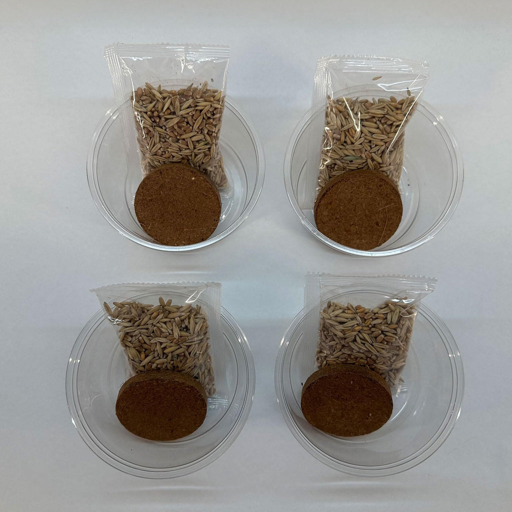 Organic Cat Grass Grow Kit 4 Pack Non GMO Heirloom Seeds L306