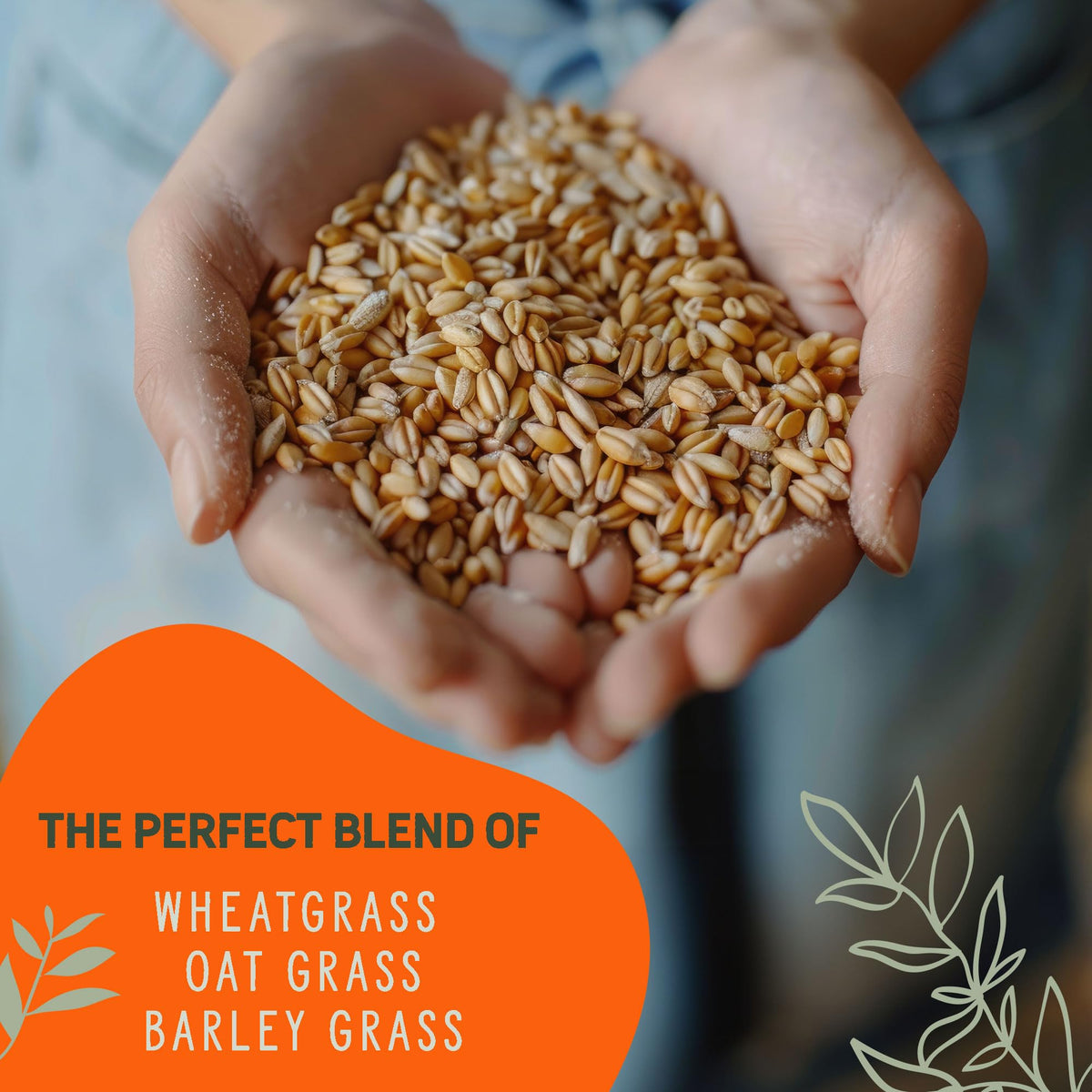 Organic Cat Grass Grow Kit 4 Pack Non GMO Heirloom Seeds L306