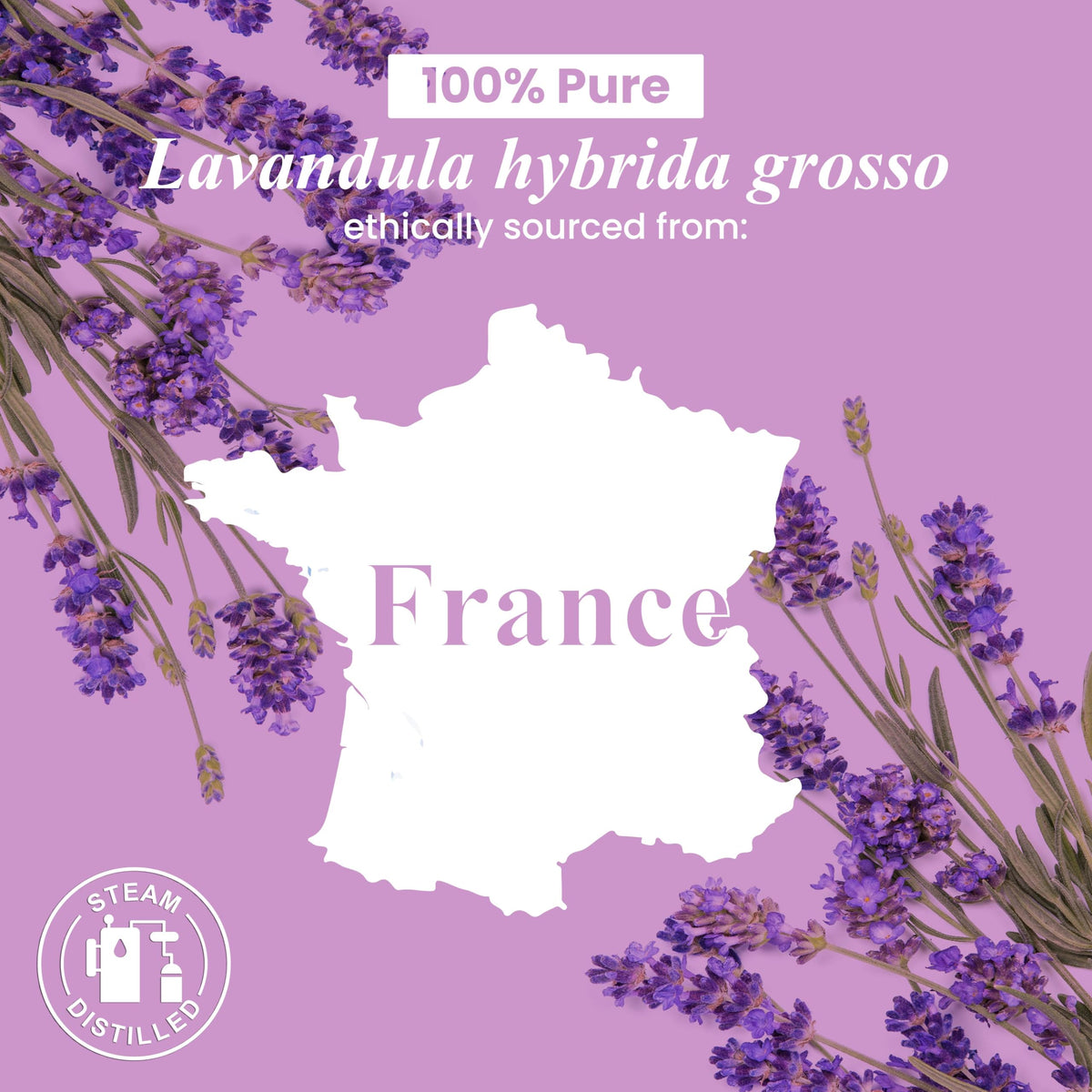Lavender and Lemon Essential Oils 2 x 4 Fl Oz G18928