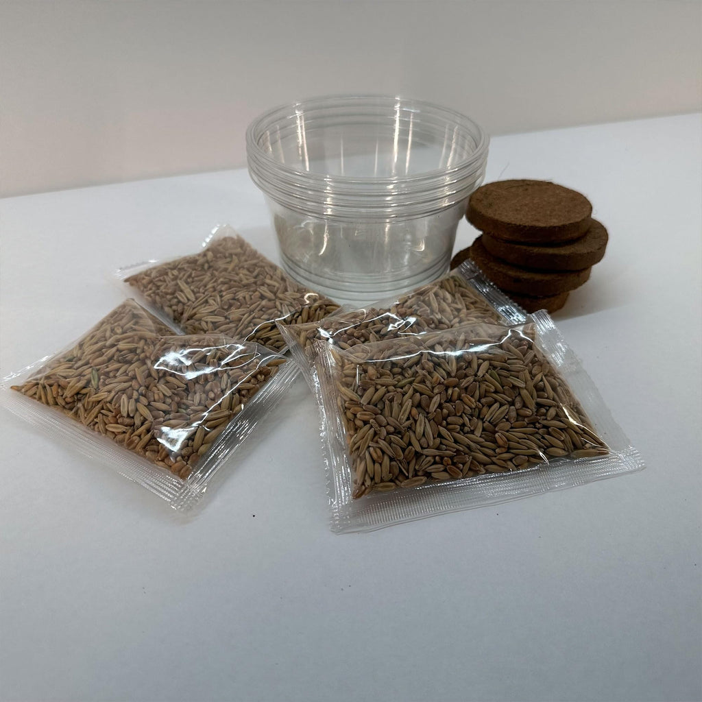 Organic Cat Grass Grow Kit 4 Pack Non GMO Heirloom Seeds L306