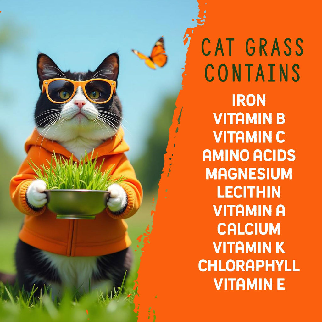 Organic Cat Grass Grow Kit 4 Pack Non GMO Heirloom Seeds L306