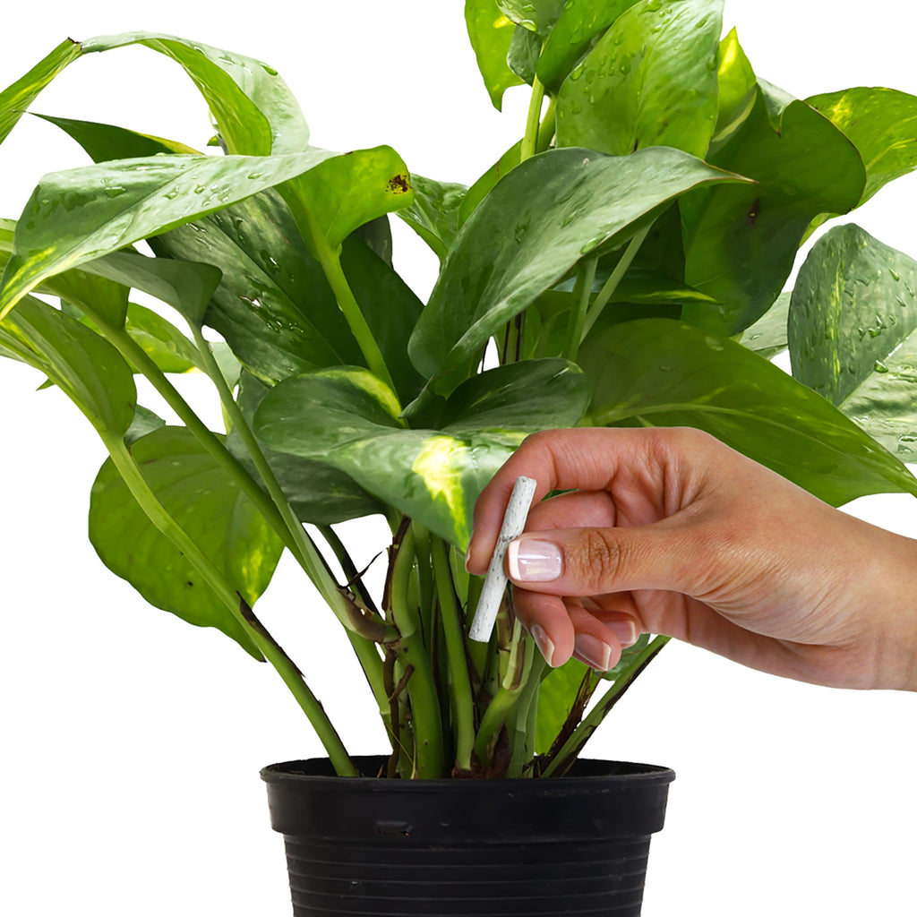 Plant Food Fertilizer Spikes 50 Count L71770