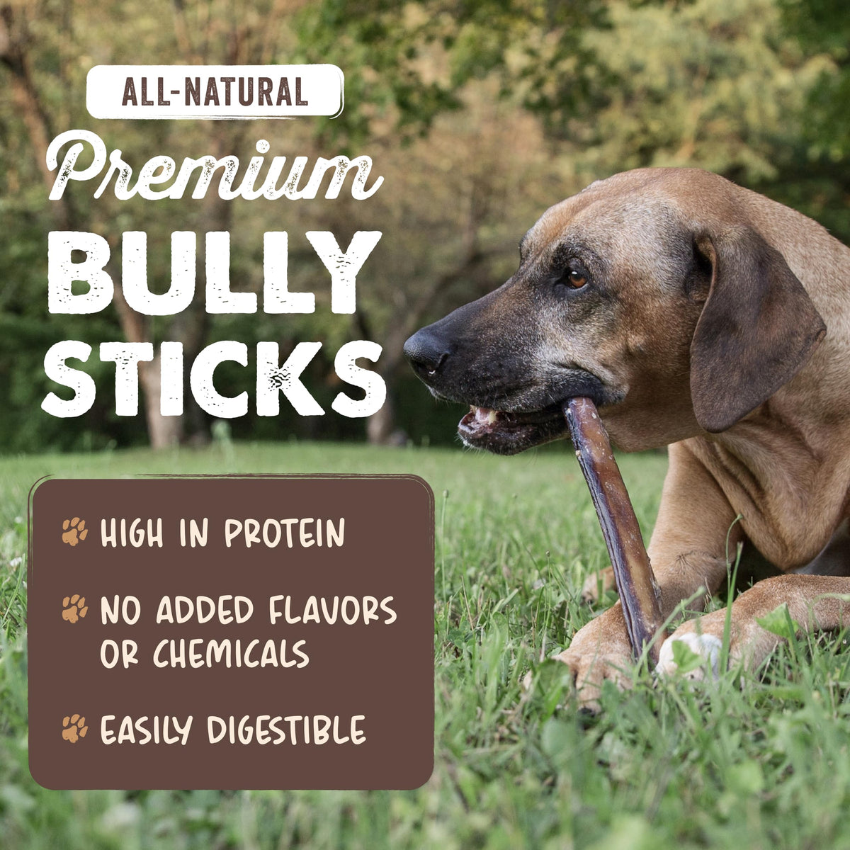 12" Bully Sticks Dog Chew B3892
