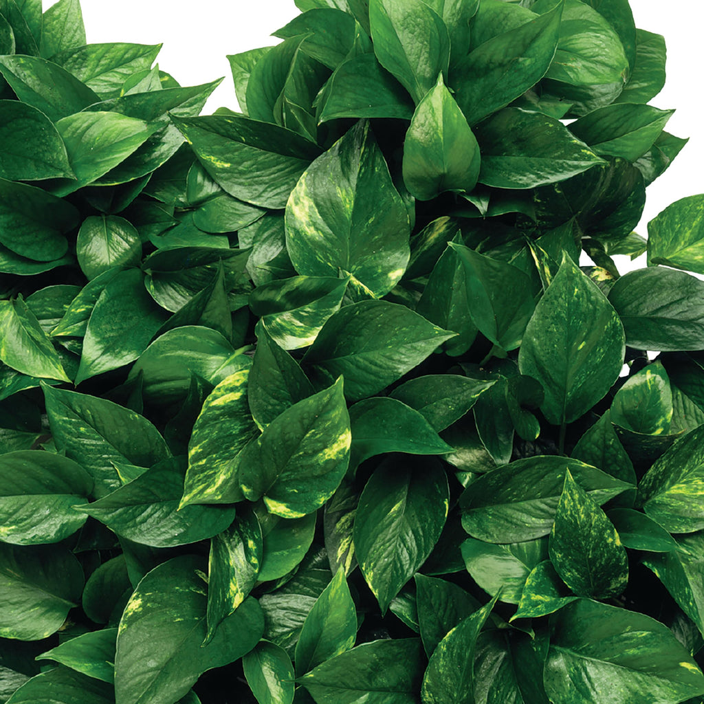 Plant Food Fertilizer Spikes 50 Count L71770